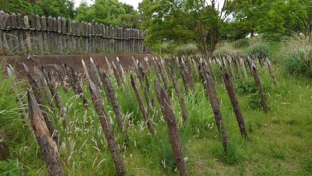 吉野ヶ里遺跡 逆茂木（乱杭）01