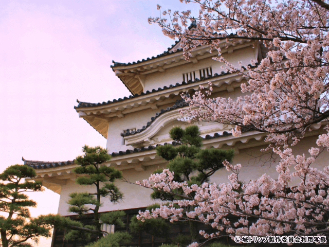 丸亀城 天守と桜