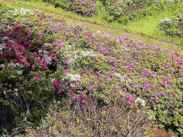 和歌山城 南の丸空堀の草花