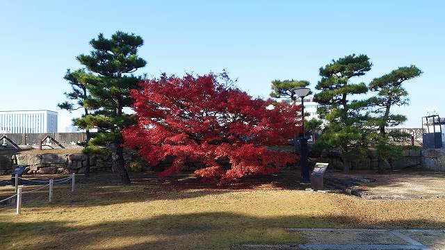 岡山城_数寄方櫓跡の紅葉03
