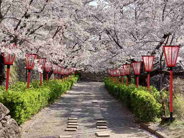 津山城 二ノ丸切手門への桜の回廊