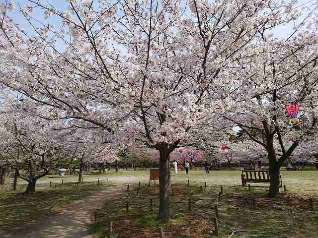 高松城 桜の馬場と桜