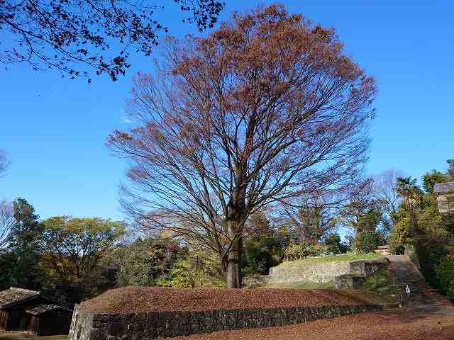 新田金山城_欅の大木