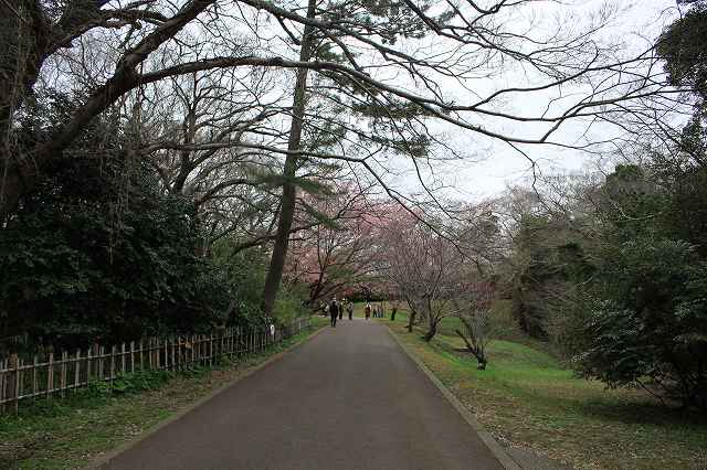 佐倉城 公園内遊歩道_2