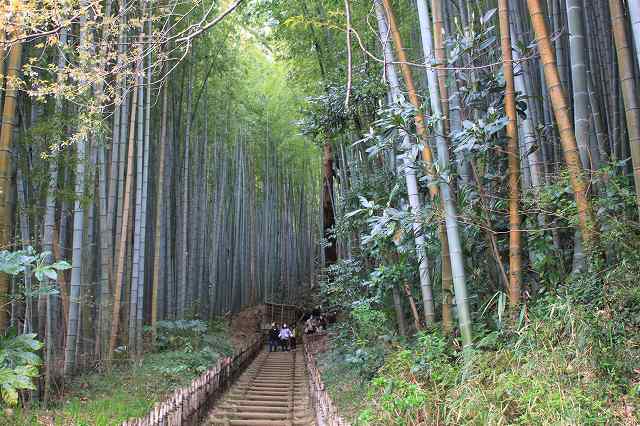 佐倉城 佐倉城下 ひよどり坂_6