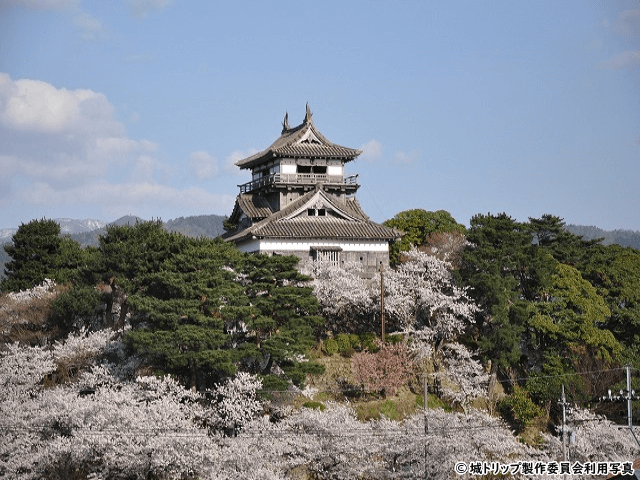 丸岡城(春の桜)