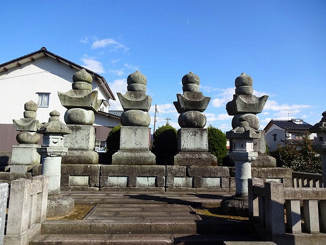 丸岡城 天守(春の桜)