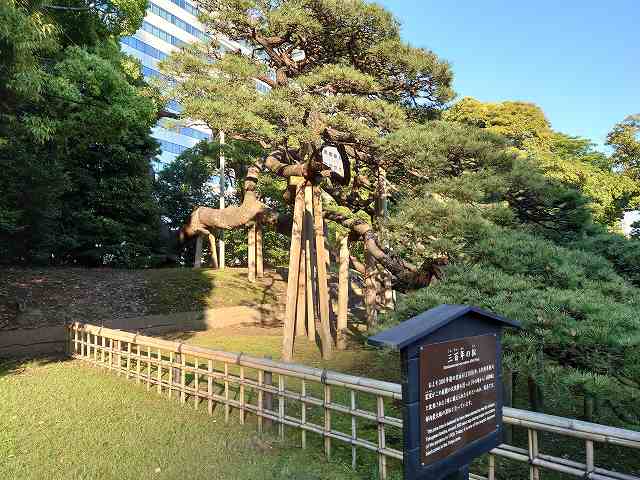 浜離宮恩賜庭園 三百年の松